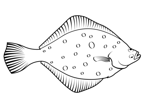 European Flounder (Platichthys Flesus) Coloring Page